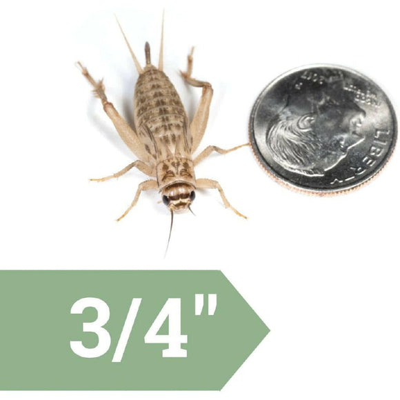 Ovipost Banded Adult Live Feed Crickets Reptile Food, Large, 3/4"