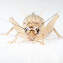 Ovipost Banded Adult Live Feed Crickets Reptile Food, Large, 3/4"