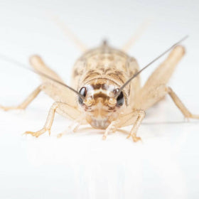 Ovipost Banded Adult Live Feed Crickets Reptile Food, Large, 3/4"