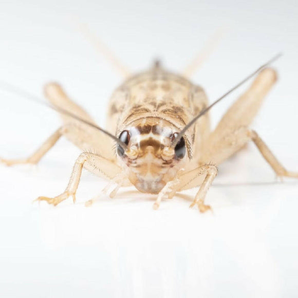 Ovipost Banded Adult Live Feed Crickets Reptile Food, Large, 3/4"