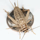 Ovipost Banded Adult Live Feed Crickets Reptile Food, Large, 3/4"-3