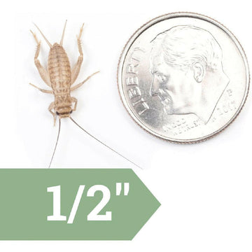 Ovipost Banded Adult Live Feed Crickets Reptile Food, Medium, 1/2" - 0