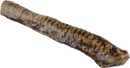 Beef Trachea 12”