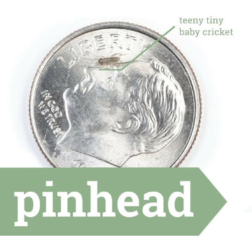 Ovipost Banded Adult Live Feed Crickets Reptile Food, Pinheads - 0