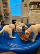 Liquid Gold For Dog (Bacon Flavor)