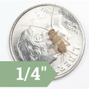 Ovipost Banded Adult Live Feed Crickets Reptile Food, Small, 1/4"-2