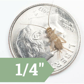 Ovipost Banded Adult Live Feed Crickets Reptile Food, Small, 1/4" - 0