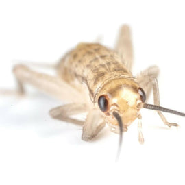 Ovipost Banded Adult Live Feed Crickets Reptile Food, Small, 1/4"