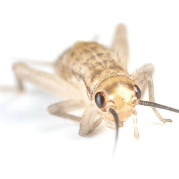 Ovipost Banded Adult Live Feed Crickets Reptile Food, Small, 1/4"