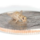 Ovipost Banded Adult Live Feed Crickets Reptile Food, Small, 1/4"-3