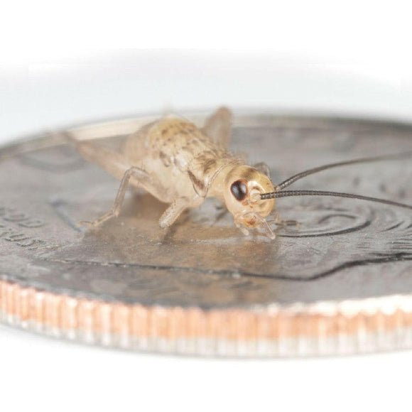 Ovipost Banded Adult Live Feed Crickets Reptile Food, Small, 1/4"