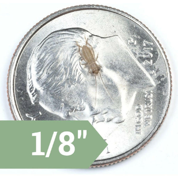 Ovipost Banded Adult Live Feed Crickets Reptile Food, X-Small, 1/8"