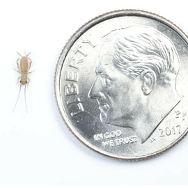 Ovipost Banded Adult Live Feed Crickets Reptile Food, X-Small, 1/8"